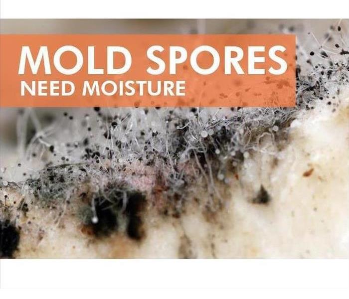 Mold spores 